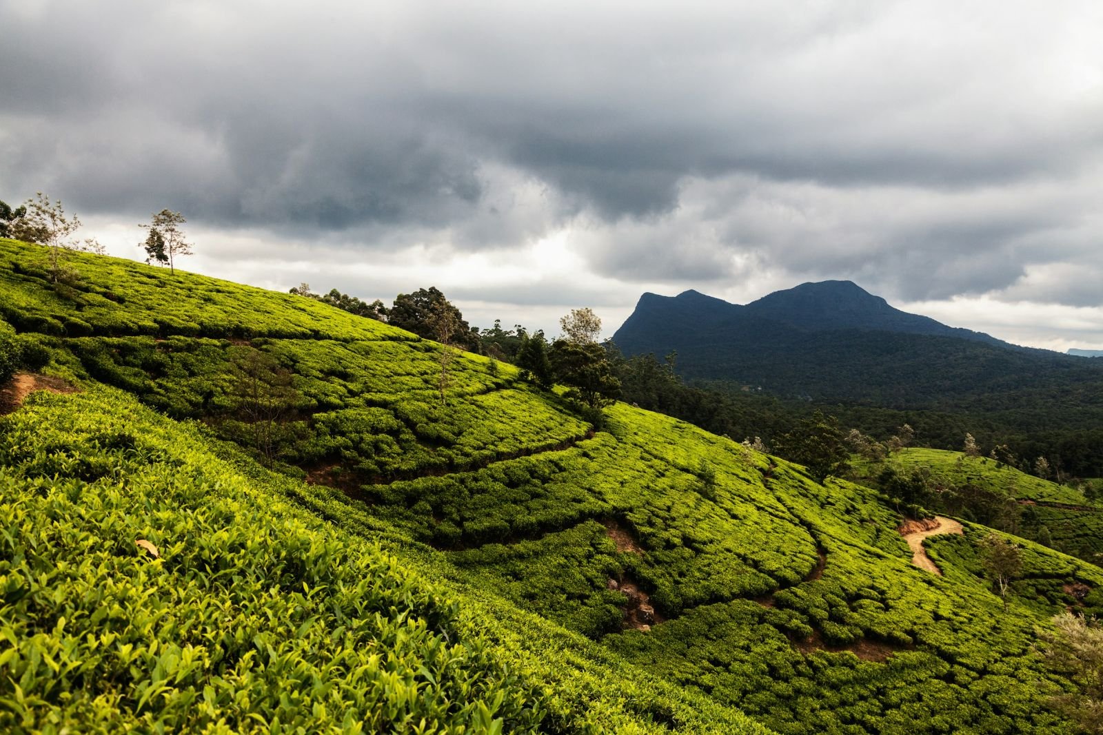 Nuwara Eliya